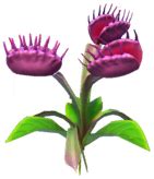 Purple fly trap dreamlight valley. Things To Know About Purple fly trap dreamlight valley. 
